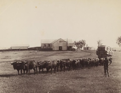 Photograph of the woolshed and bullocks pulling a wagon loaded with bales of wool, Clifton Station, Darling Downs, ca. 1900. Source: